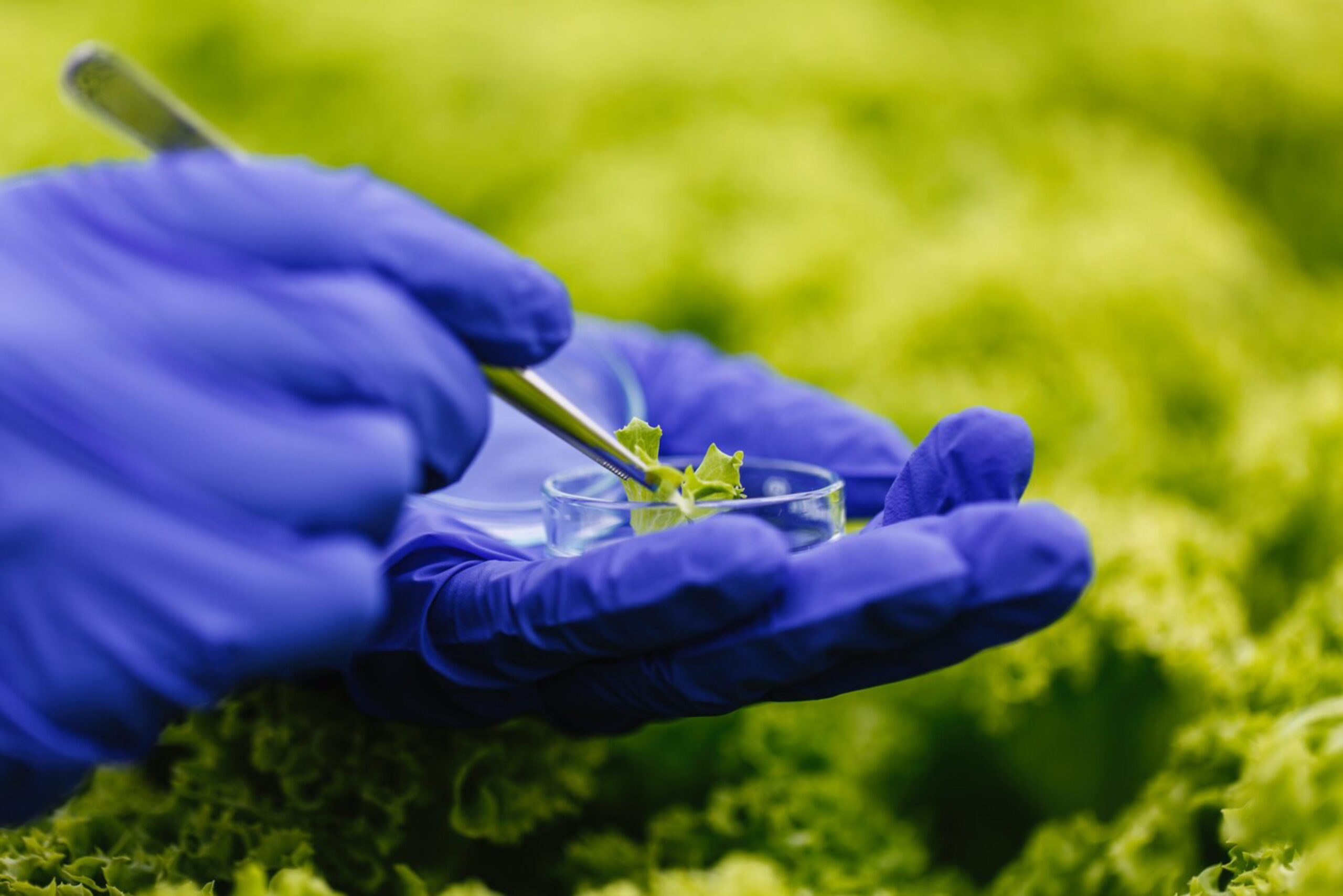 Gloved hands hold a petri dish with small green plant samples, using tweezers, against a blurred green background, suggesting a scientific or botanical study.